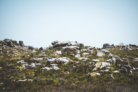 animal on boulder thumbnail