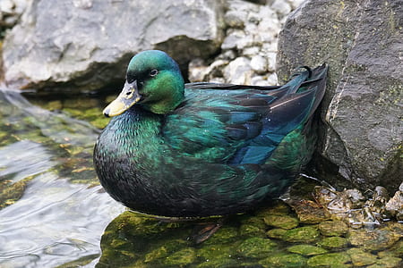 green and blue duck on body of water thumbnail