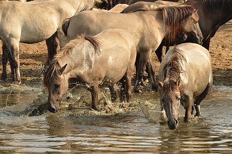 herd of horses walking on body of water during daytime thumbnail