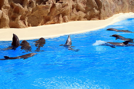 black dolphin on body of water during daytime thumbnail