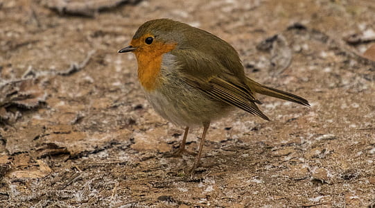 bird on brown dirt thumbnail