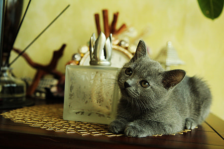 Russian blue kitten sitting on side table thumbnail