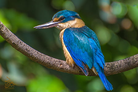 selective focus photography of long-beaked brown and blue bird perched on branch thumbnail