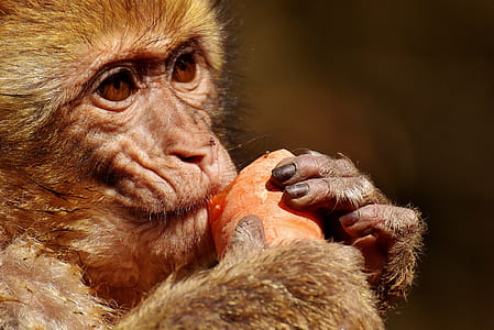 monkey eating bread thumbnail