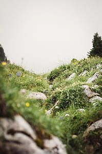 selective focus photography of bed of flowers thumbnail