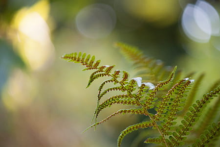 selective focus photography of green fern thumbnail