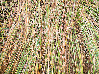 green grass thumbnail