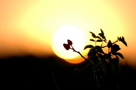 silhouette photo of flower thumbnail