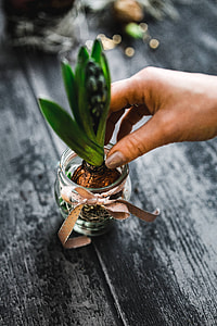 Woman making a little ornamental seedling in a small jar thumbnail