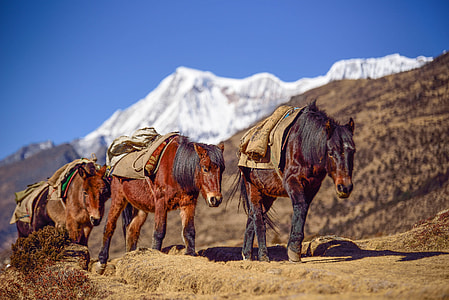 three horse walking on field during daytime thumbnail