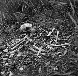 bones surrounded by grass grayscale photograph thumbnail