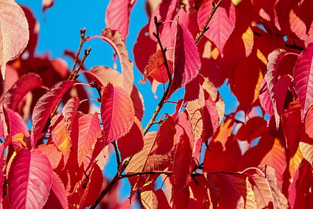 close-up photo of orange leaf tree thumbnail