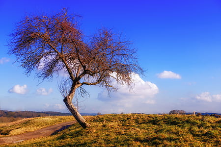 withered tree thumbnail