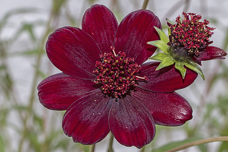 Chocolate Kosmee, Chocolate Flower thumbnail