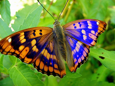 selective focus photography of brown and black butterfly perched on green leaf plant thumbnail