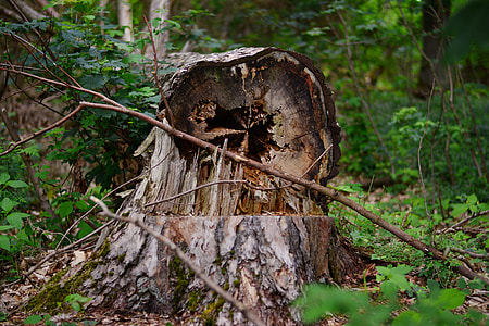 cut down tree thumbnail