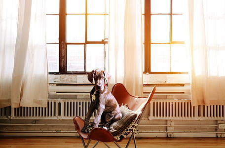 adult tan great dane sits on brown leather chair near window during daytime thumbnail