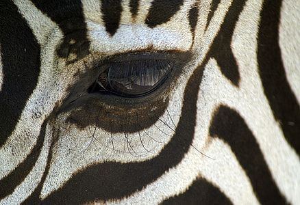 close up photo of zebra thumbnail