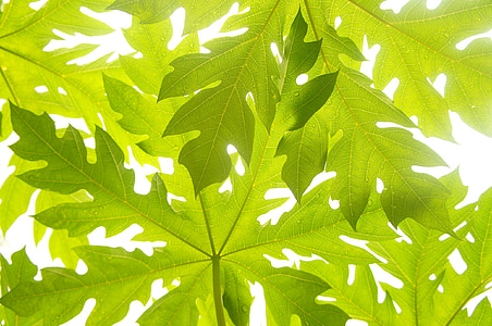 low angle photography of papaya leaf thumbnail