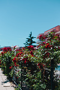 Roses of Bulgaria thumbnail