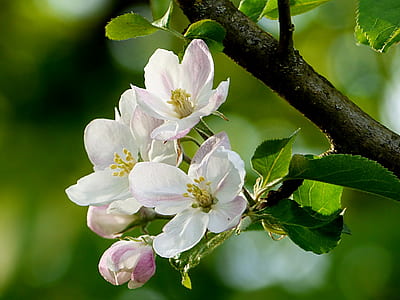 white flowers in shallow focus photography thumbnail