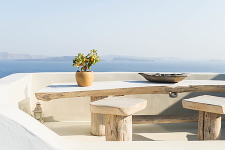 green leafed plant in pot on driftwood table thumbnail