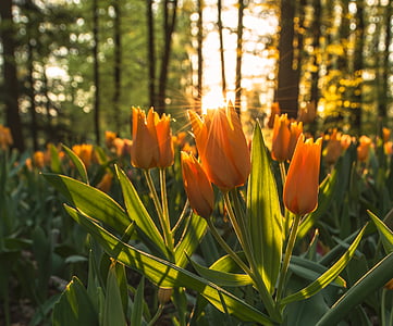 yellow tullips thumbnail