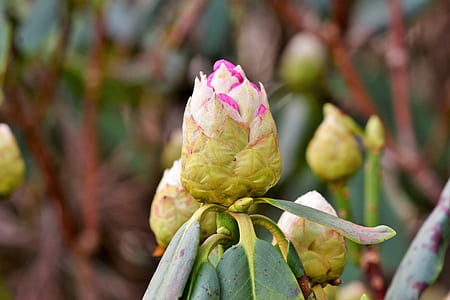 green leafed plants during daytime thumbnail