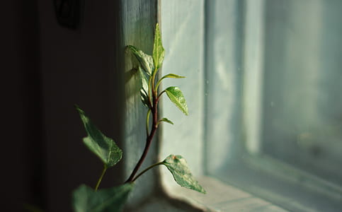 green leafed plant near window thumbnail