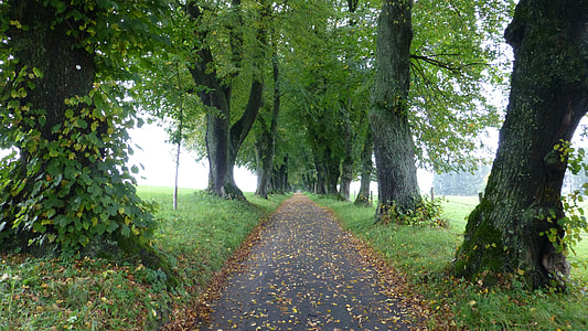gray pathway between trees thumbnail