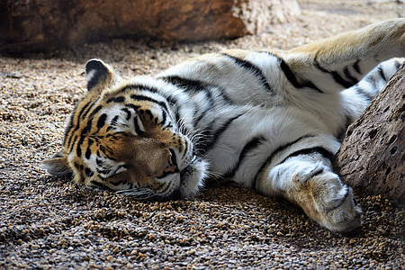 brown and white tiger lying on sand near stone thumbnail