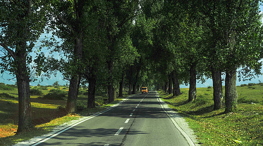 green leafed trees during daytime thumbnail