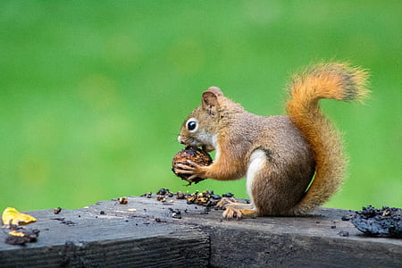 squirrel eating nuts on wood thumbnail