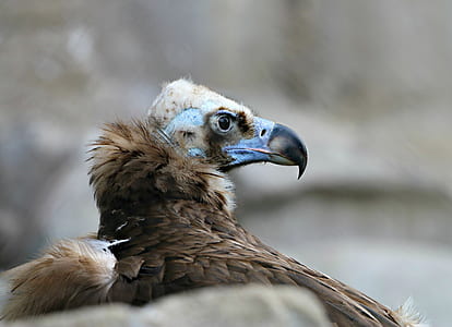 closeup photo of brown condor thumbnail