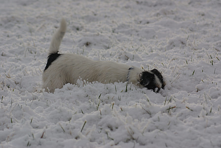 Parson Russell Terrier thumbnail