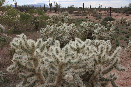 Florence, Arizona thumbnail