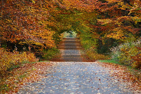 pathway surrounded by forest thumbnail