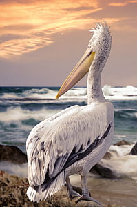 white bird standing on rock thumbnail