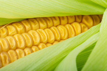 close up photo of corn thumbnail