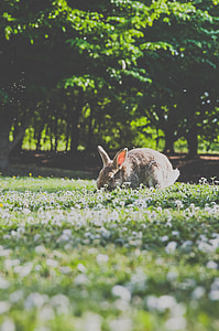 gray rabbit eating grass thumbnail