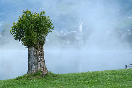 green leafed tree in front of body of water thumbnail