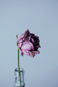 selective focus photo of purple rose flower thumbnail