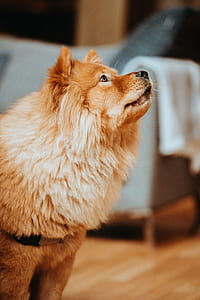 adult brown chow chow sitting on floor thumbnail