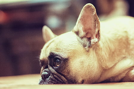 selective photography fawn Pug thumbnail