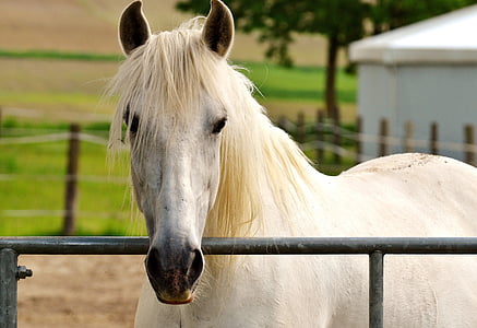 shallow focus photography white horse thumbnail
