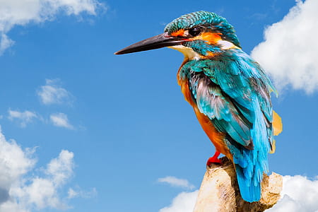 river kingfisher perched on brown wood post during daytime thumbnail