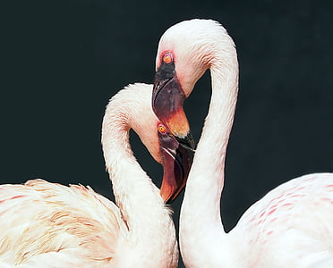 focus photo of lesser flamingos thumbnail