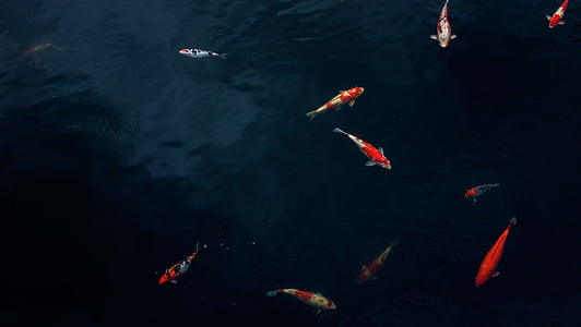 coi fish swim below the body of water thumbnail