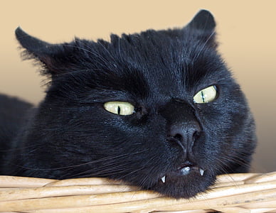 short-coated black cat thumbnail