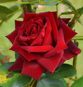 close-up photo of red rose in bloom thumbnail